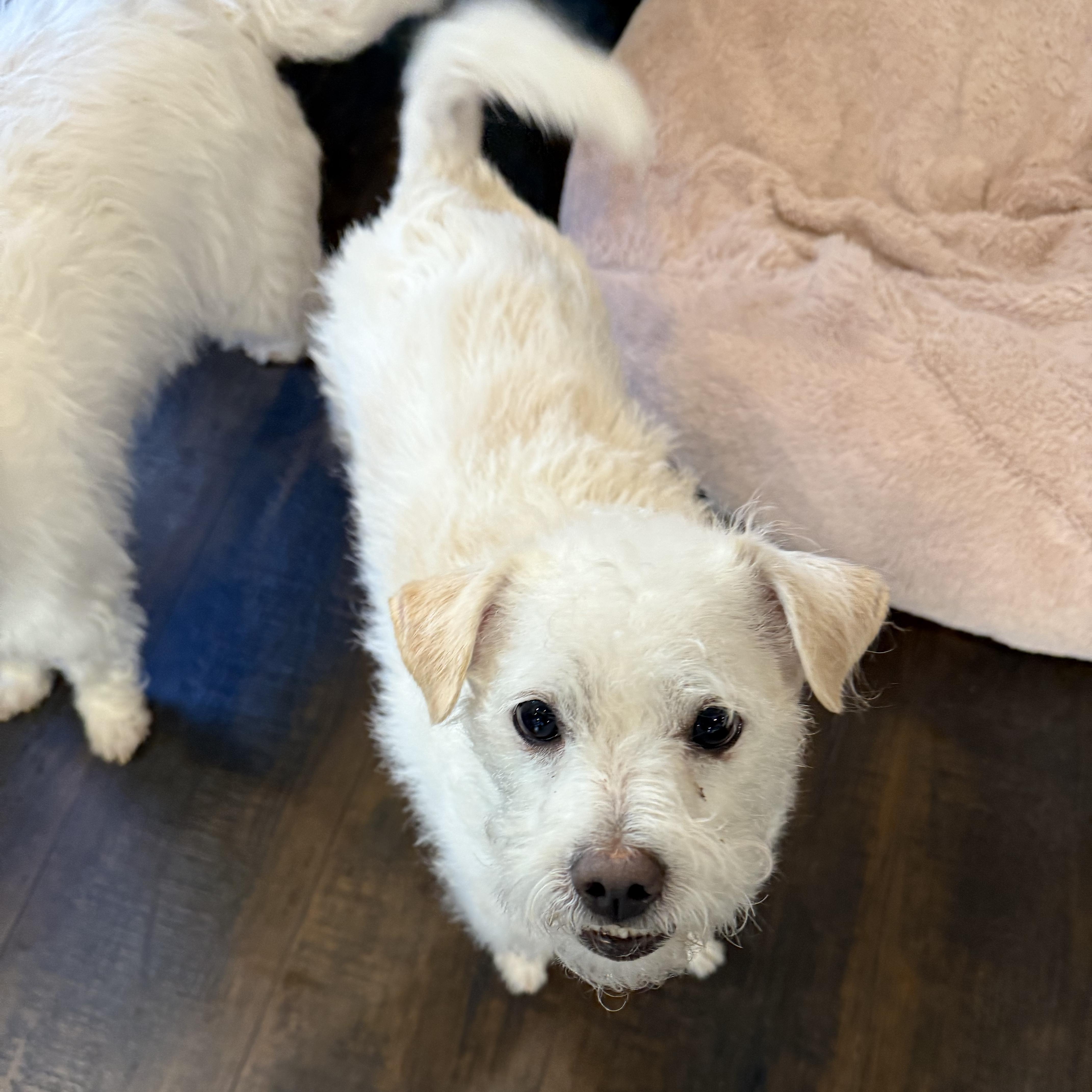 Sammy and Little Jack - A Father-Son Duo Looking for Love!, a Adoptable mixed breed in Seattle, WA image 3/6