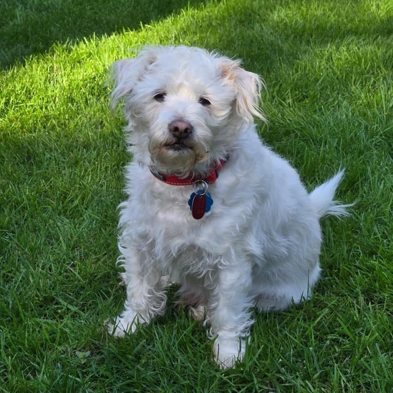 Sammy and Little Jack - A Father-Son Duo Looking for Love!, a Adoptable mixed breed in Seattle, WA image 5/6