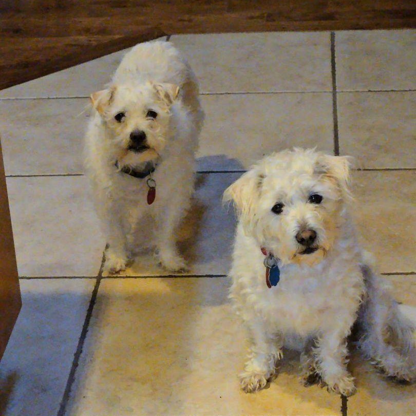 Sammy and Little Jack - A Father-Son Duo Looking for Love!, a Adoptable mixed breed in Seattle, WA image 4/6