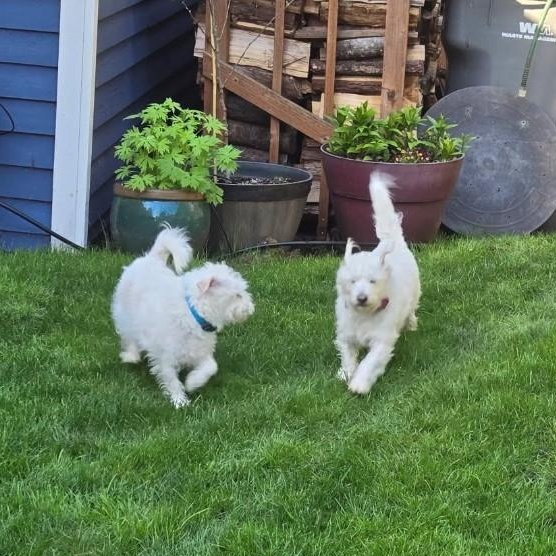 Sammy and Little Jack - A Father-Son Duo Looking for Love!, Adoptable, Adult Male Terrier & Cairn Terrier.