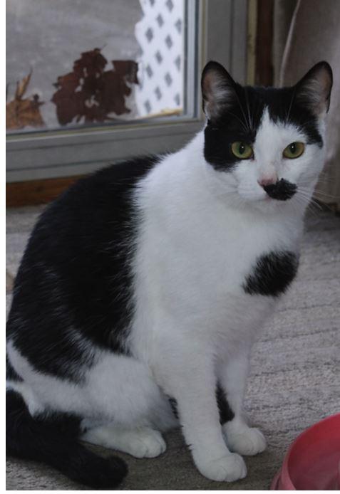 Enlarge Oreo, a ADOPTABLE Domestic Short Hair in Pickering, ON image 2/2