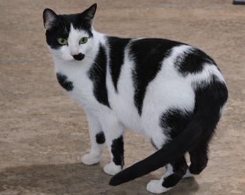 Enlarge Oreo, a ADOPTABLE Domestic Short Hair in Pickering, ON image 1/2