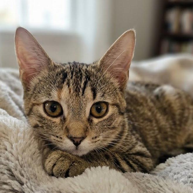 Enlarge Cinnamon, a Adoptable mixed breed in Norwood, OH image 1/1