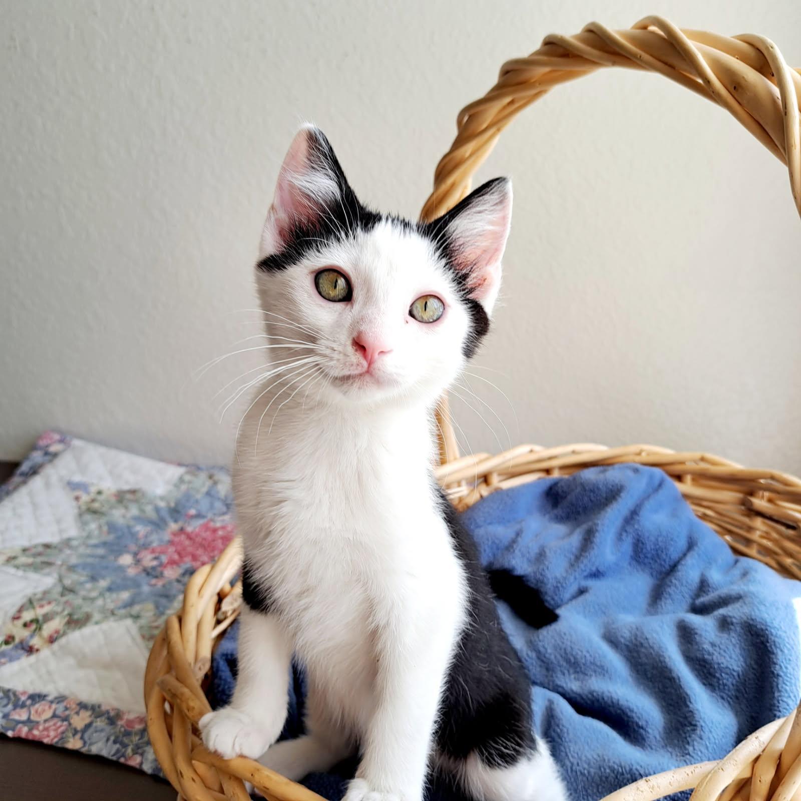Star - adoptable with one of her siblings, Baby Female Tuxedo