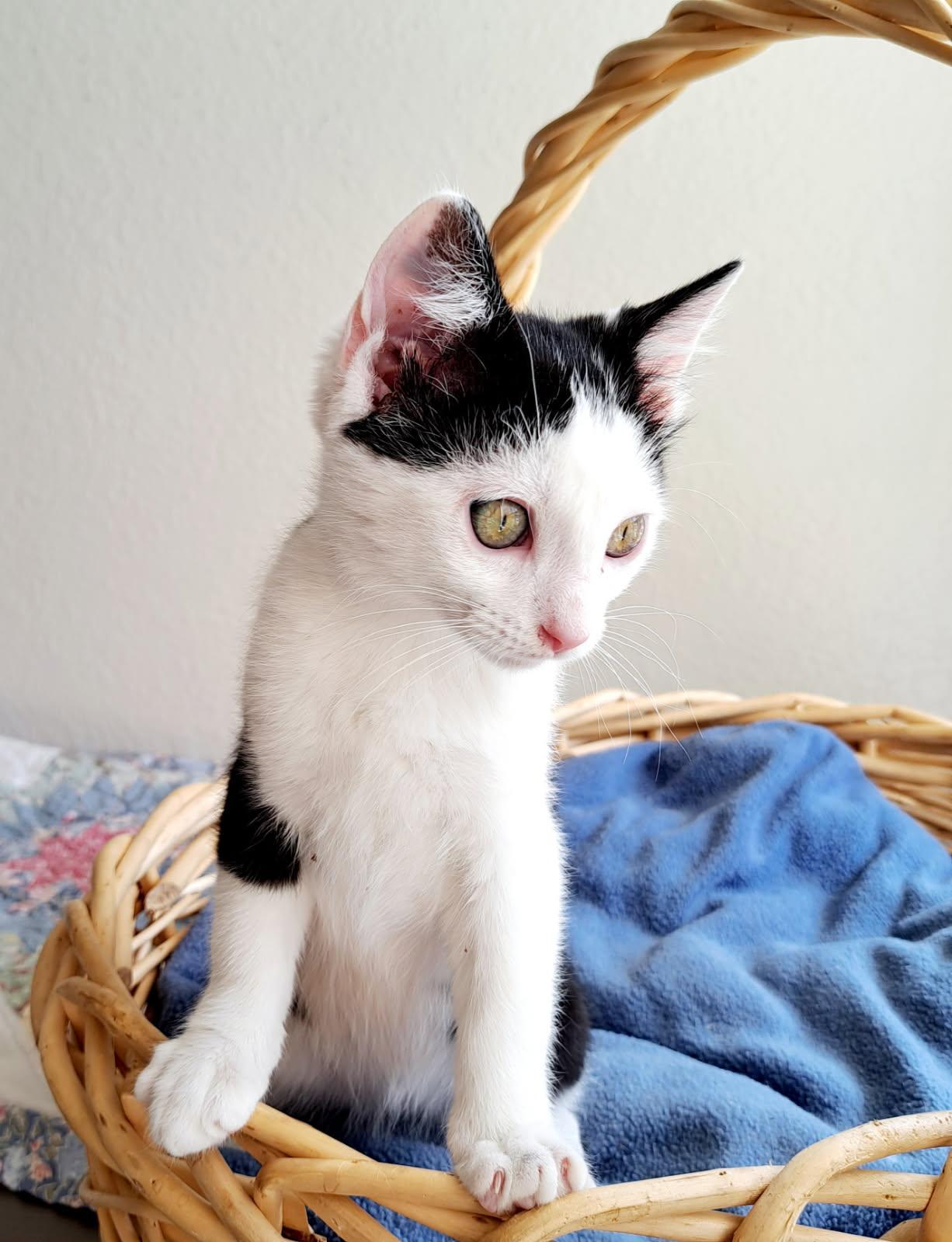 Star - adoptable with one of her siblings photo 2