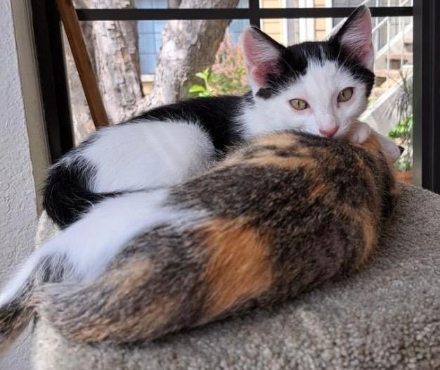 Star - adoptable with one of her siblings photo 4