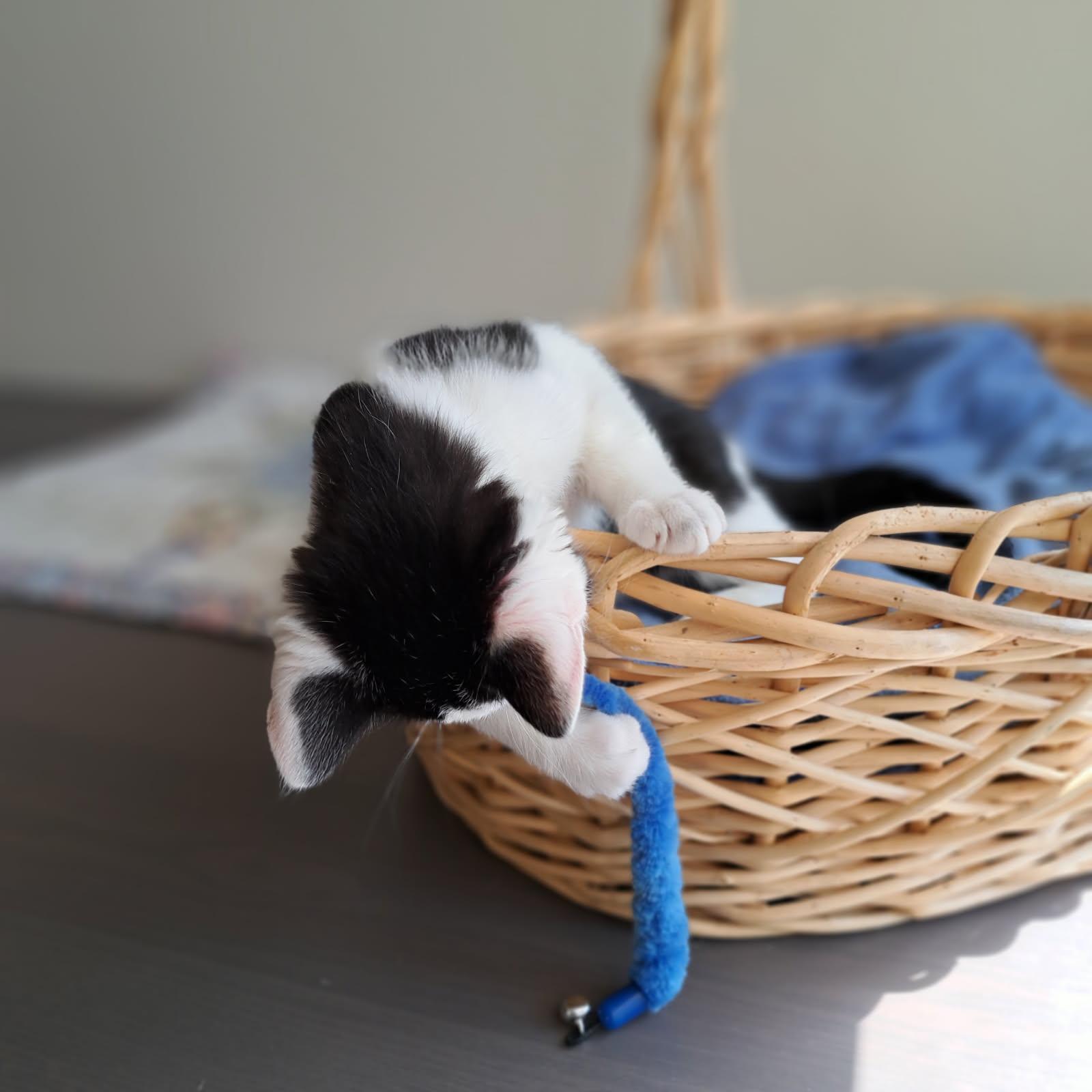 Star - adoptable with one of her siblings photo 3