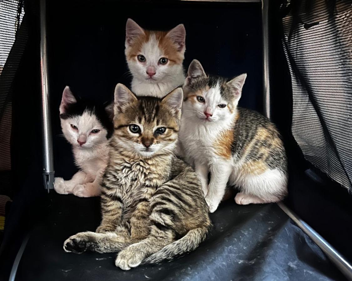 Star - adoptable with one of her siblings photo 5