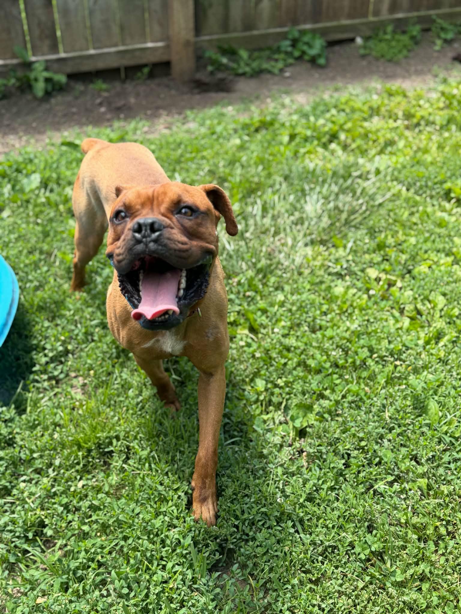 Enlarge Satch, a ADOPTABLE Boxer in Martinsville, IN image 3/3