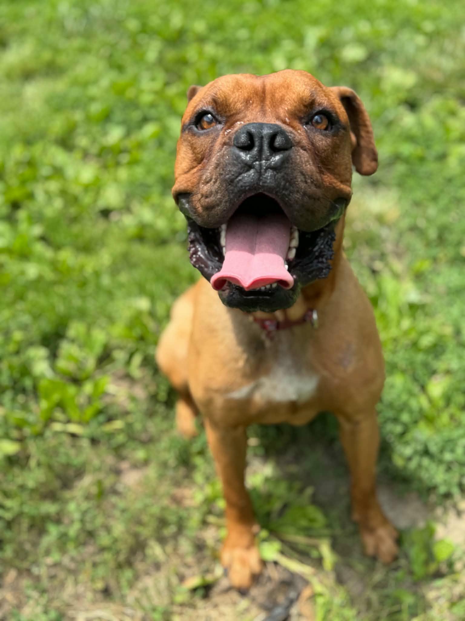 Satch, ADOPTABLE, Adult Male Boxer.