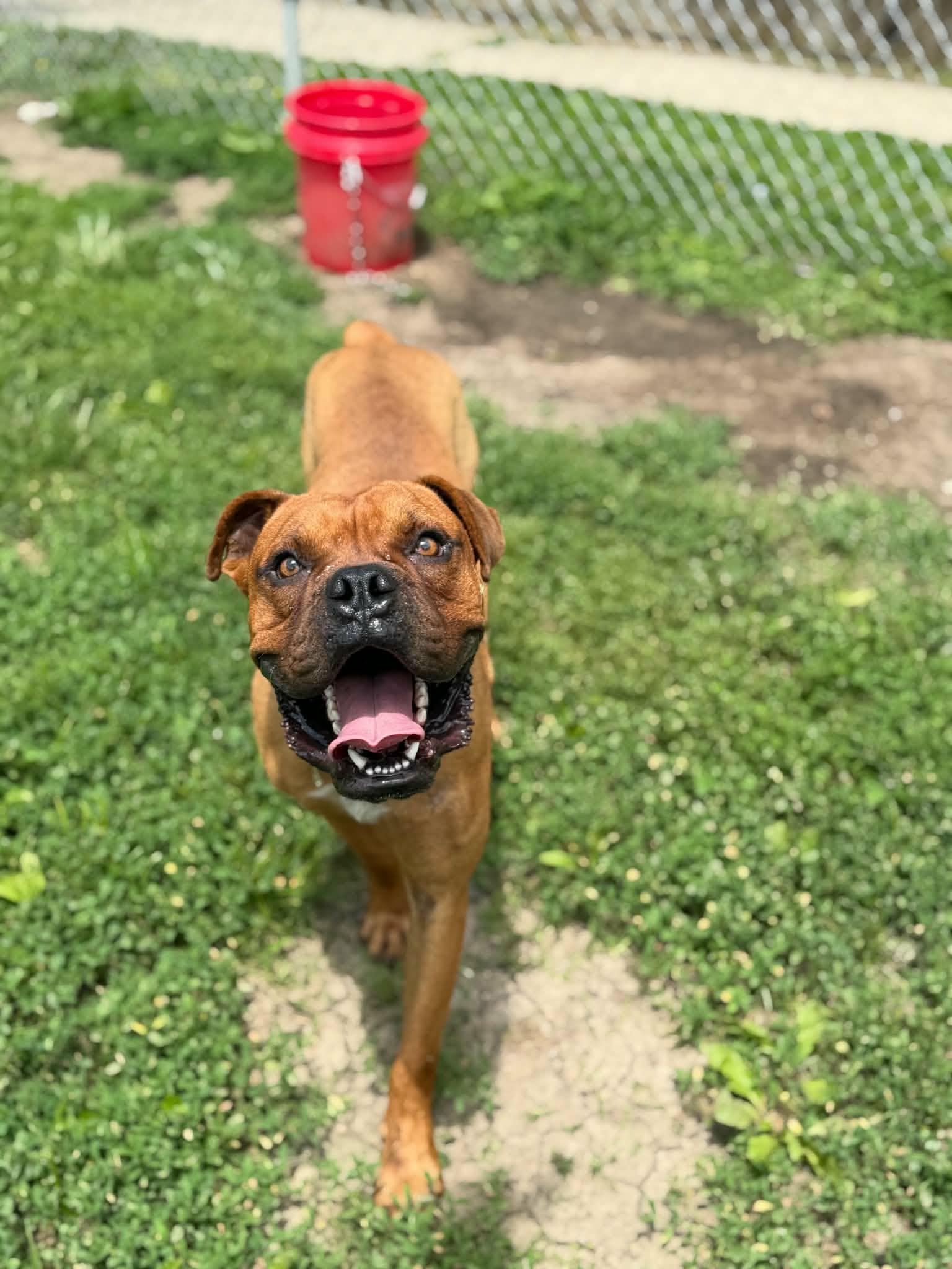 Enlarge Satch, a ADOPTABLE Boxer in Martinsville, IN image 2/3