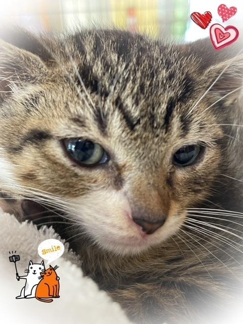 kitten badger, Adopted, Kitten Male Domestic Short Hair.