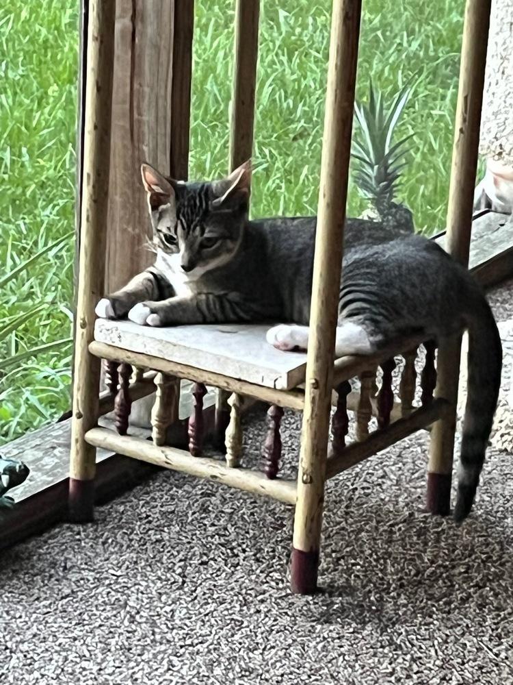 Enlarge kitten badger, a Adopted Domestic Short Hair in Crescent City, FL image 1/5