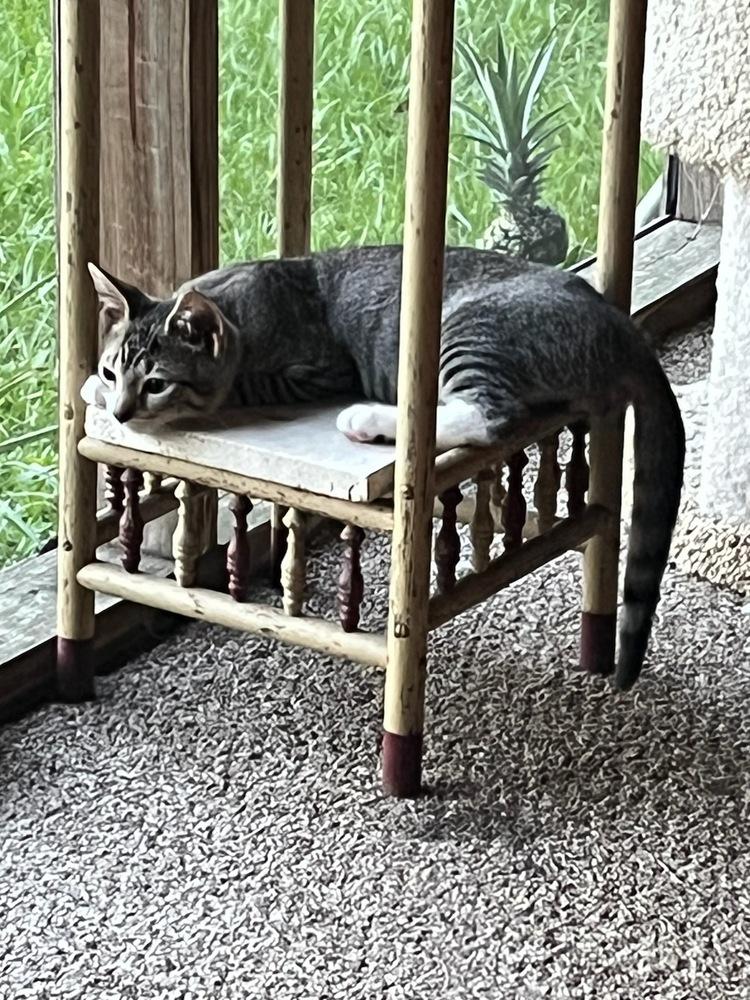 Enlarge kitten badger, a Adopted Domestic Short Hair in Crescent City, FL image 3/5