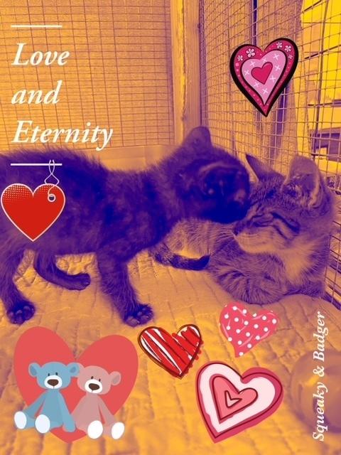 Enlarge kitten badger, a Adopted Domestic Short Hair in Crescent City, FL image 5/5