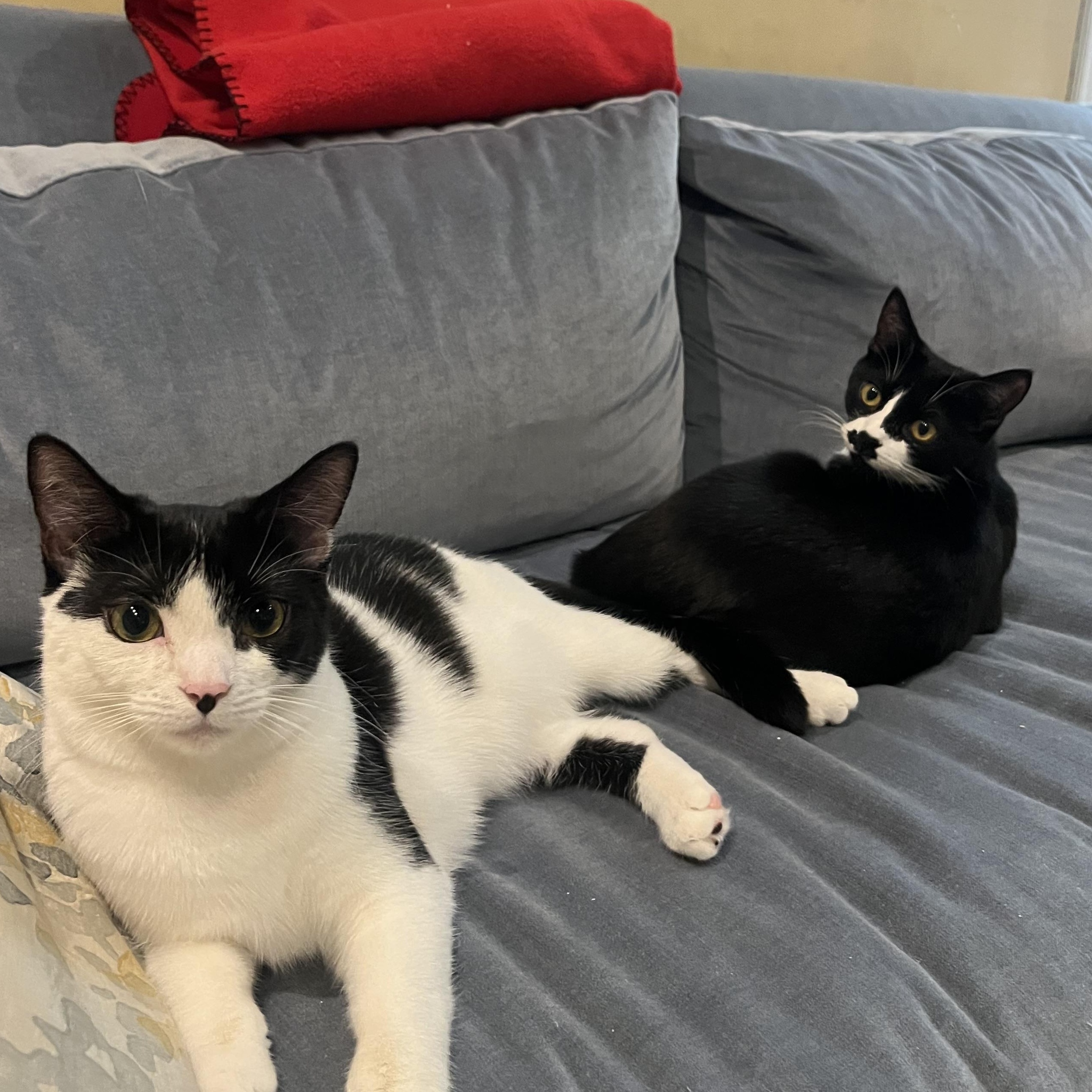 Enlarge Penguin & Miranda (bonded pair), a Adoptable Domestic Short Hair in Alexandria, VA image 3/6