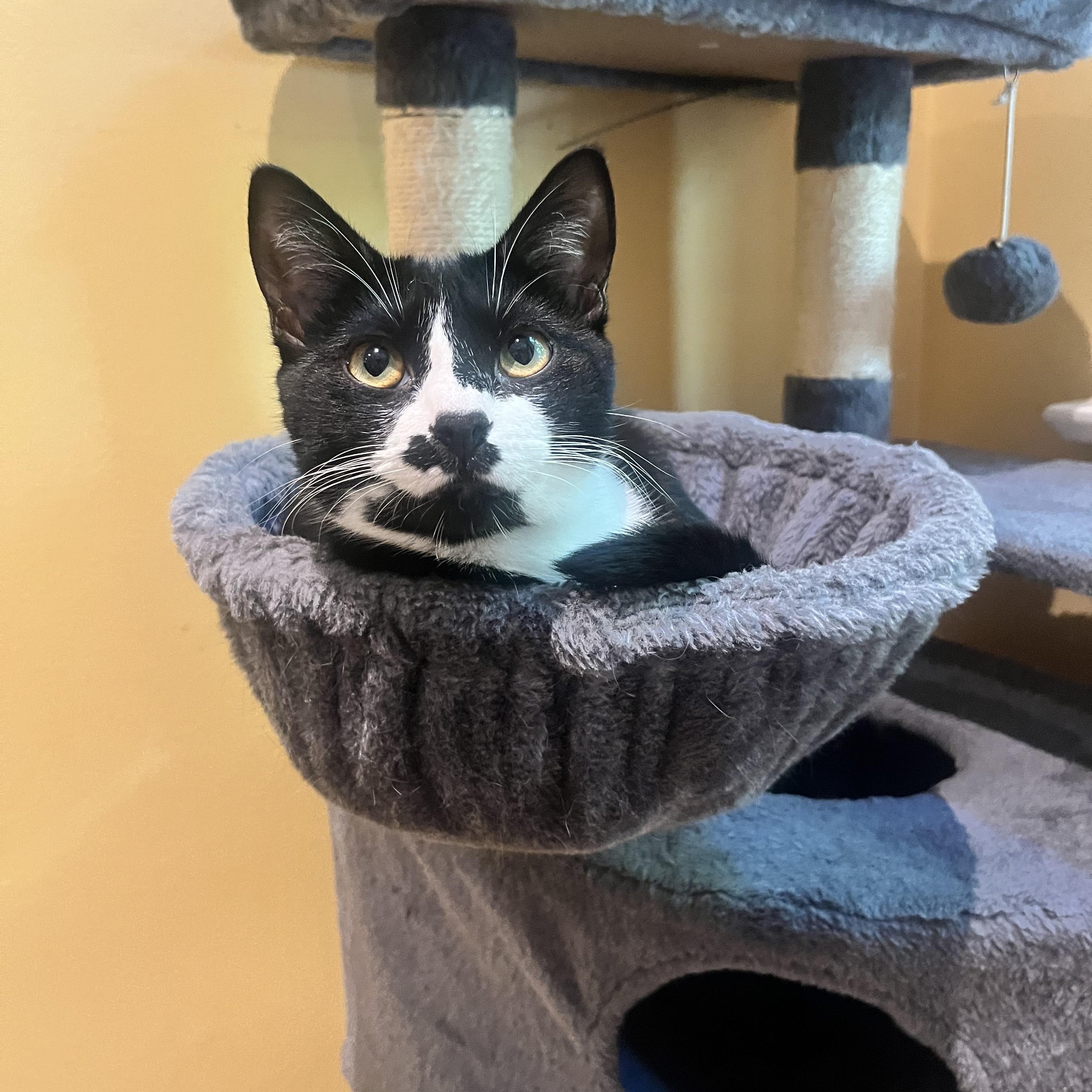 Enlarge Penguin & Miranda (bonded pair), a Adoptable Domestic Short Hair in Alexandria, VA image 6/6