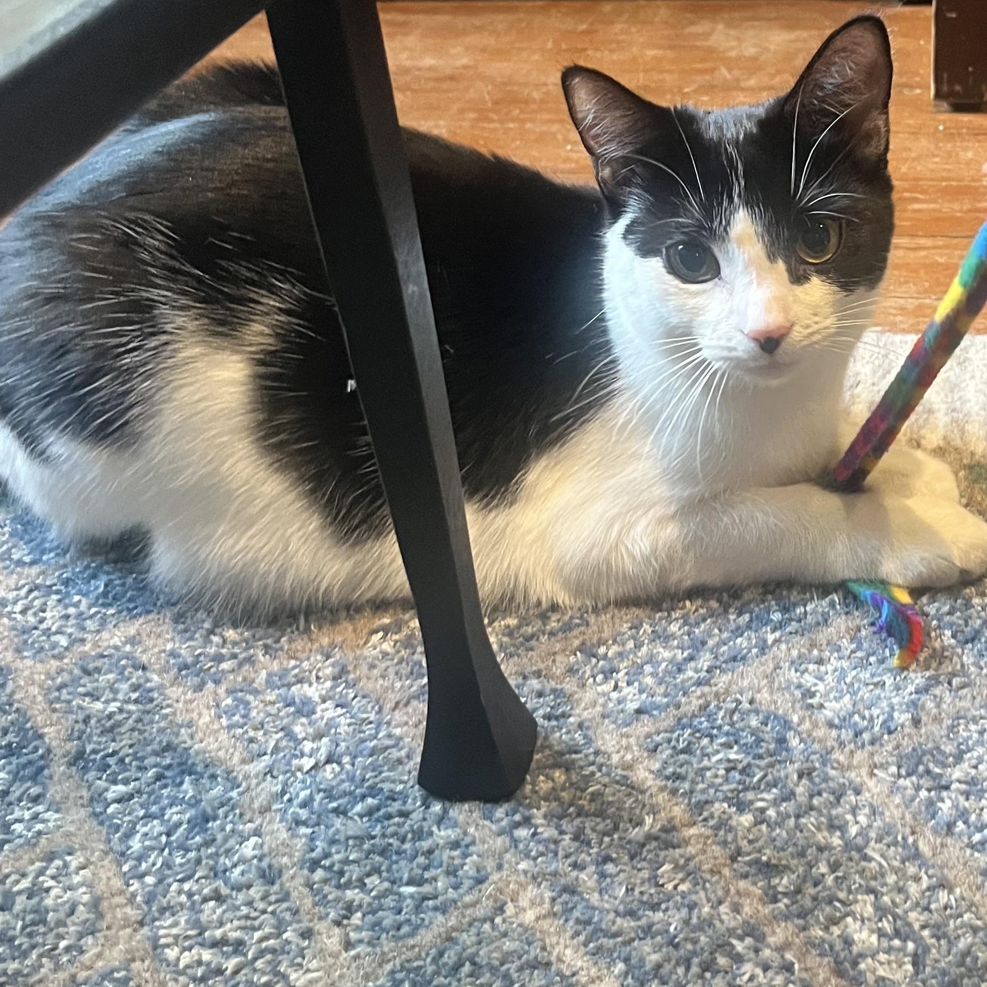 Enlarge Penguin & Miranda (bonded pair), a Adoptable Domestic Short Hair in Alexandria, VA image 5/6