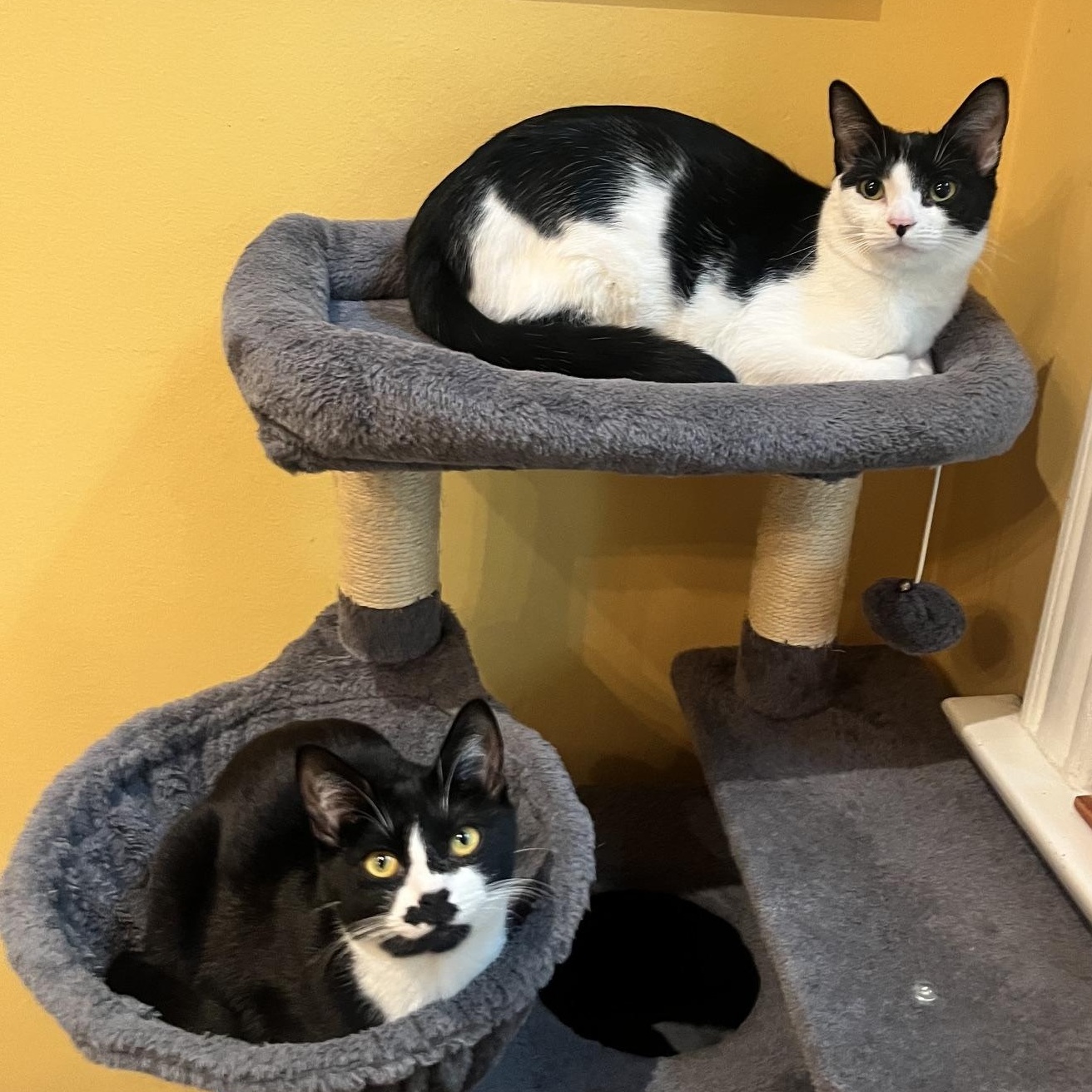 Enlarge Penguin & Miranda (bonded pair), a Adoptable Domestic Short Hair in Alexandria, VA image 1/6
