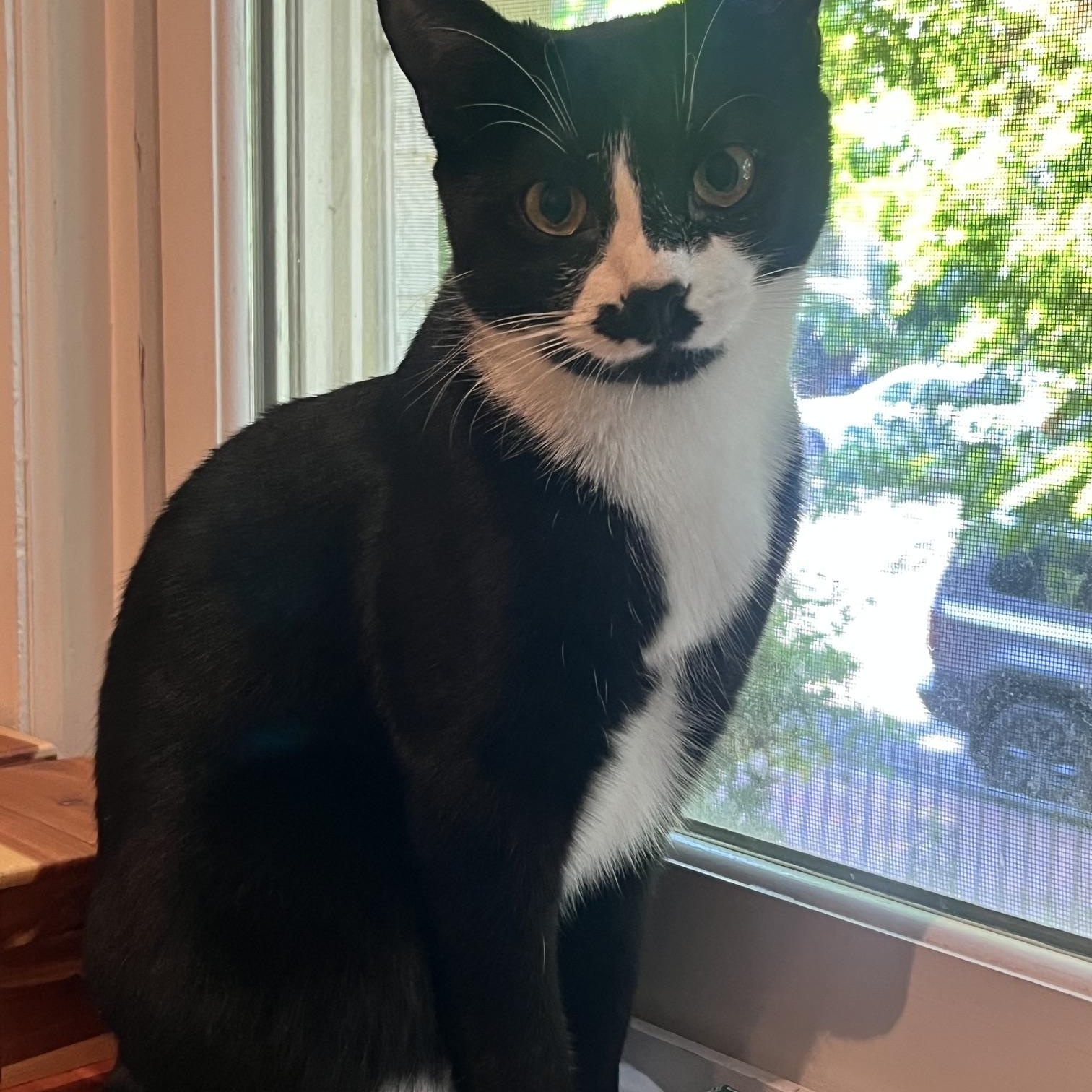 Enlarge Penguin & Miranda (bonded pair), a Adoptable Domestic Short Hair in Alexandria, VA image 4/6