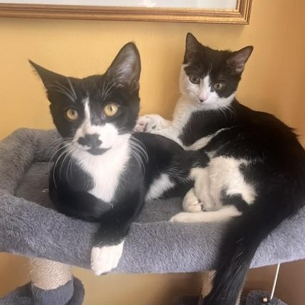 Enlarge Penguin & Miranda (bonded pair), a Adoptable Domestic Short Hair in Alexandria, VA image 2/6