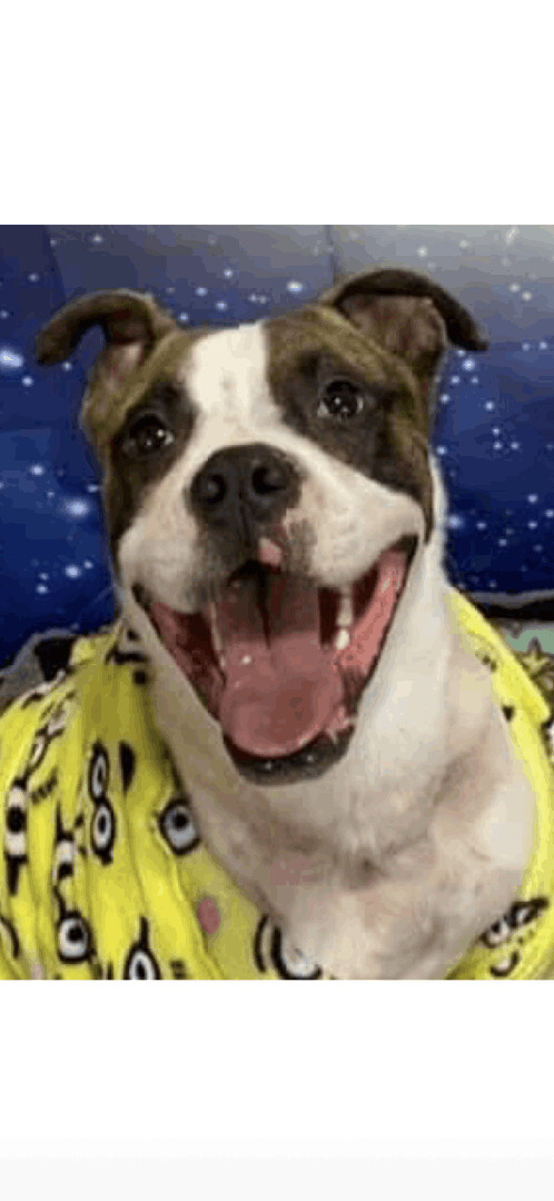 Dudley, Adopted, Young Male Boxer.