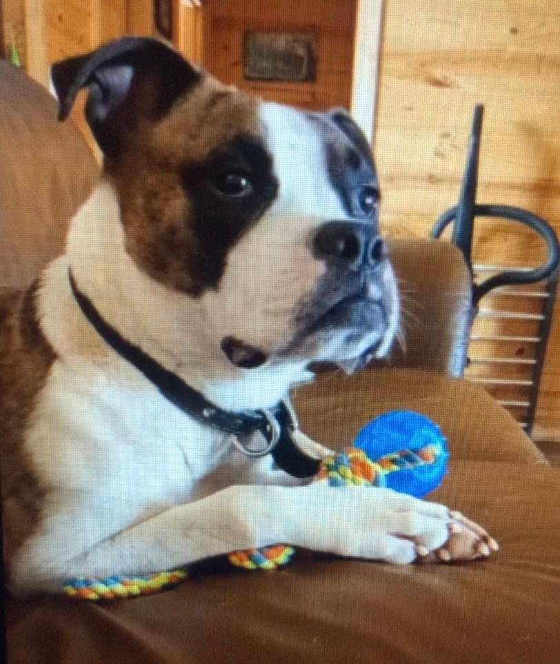 Enlarge Dudley, a Adopted mixed breed in Texarkana, TX image 2/11