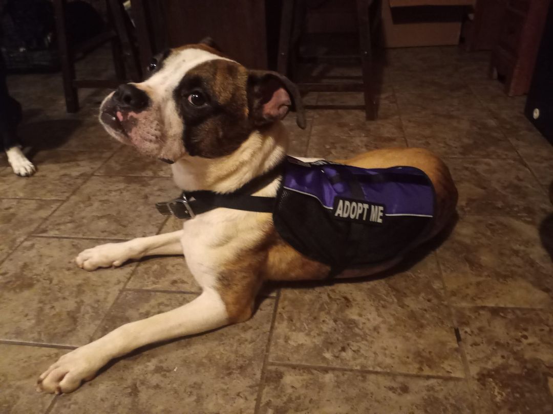 Enlarge Dudley, a Adopted mixed breed in Texarkana, TX image 3/11