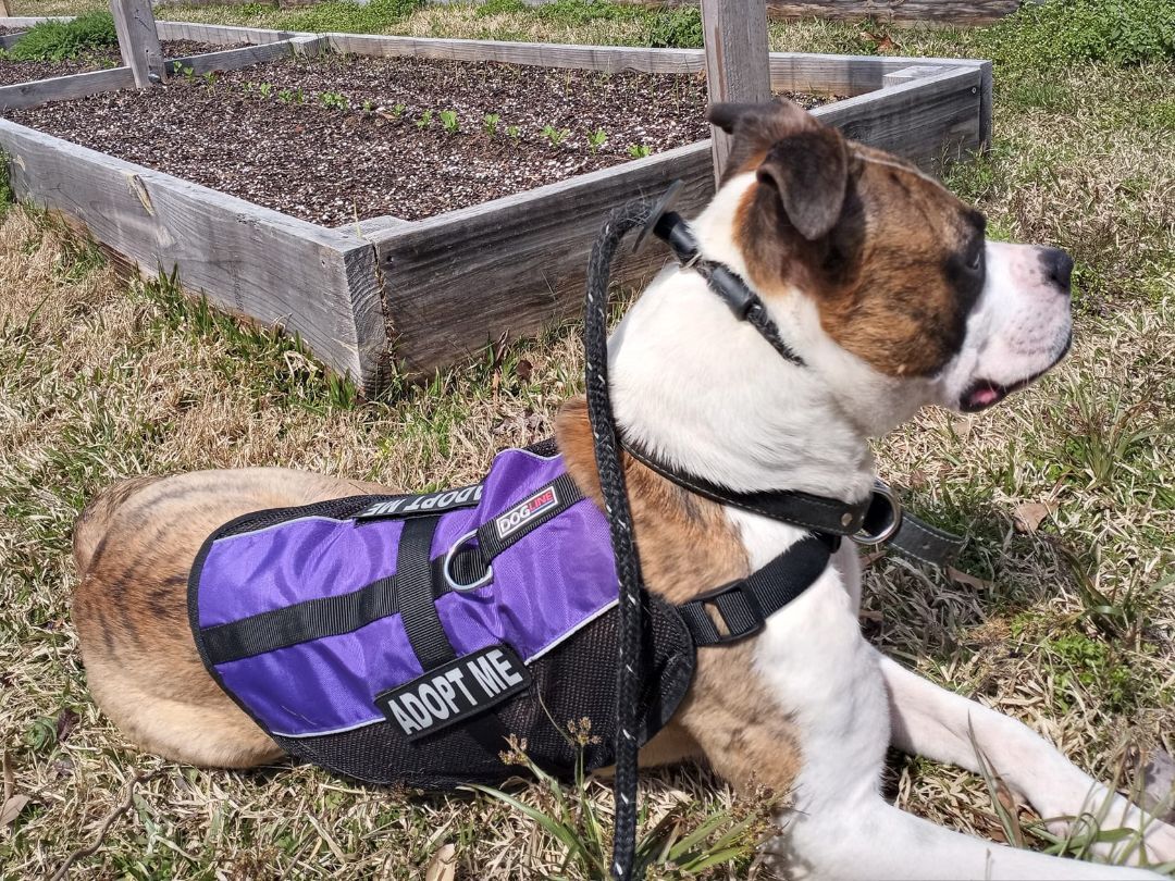 Enlarge Dudley, a Adopted mixed breed in Texarkana, TX image 4/11