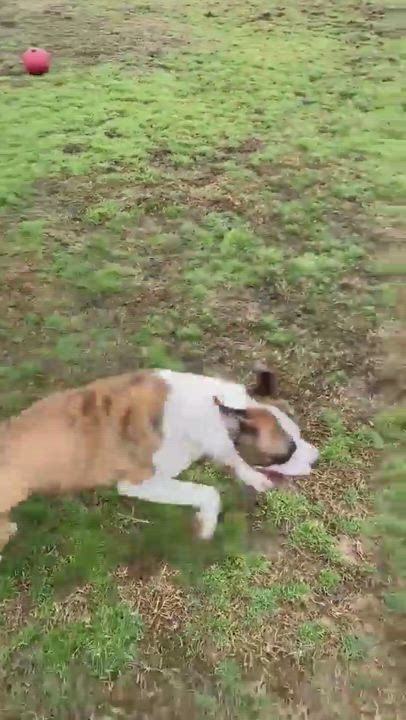 Enlarge Dudley, a Adopted mixed breed in Texarkana, TX video 11/11