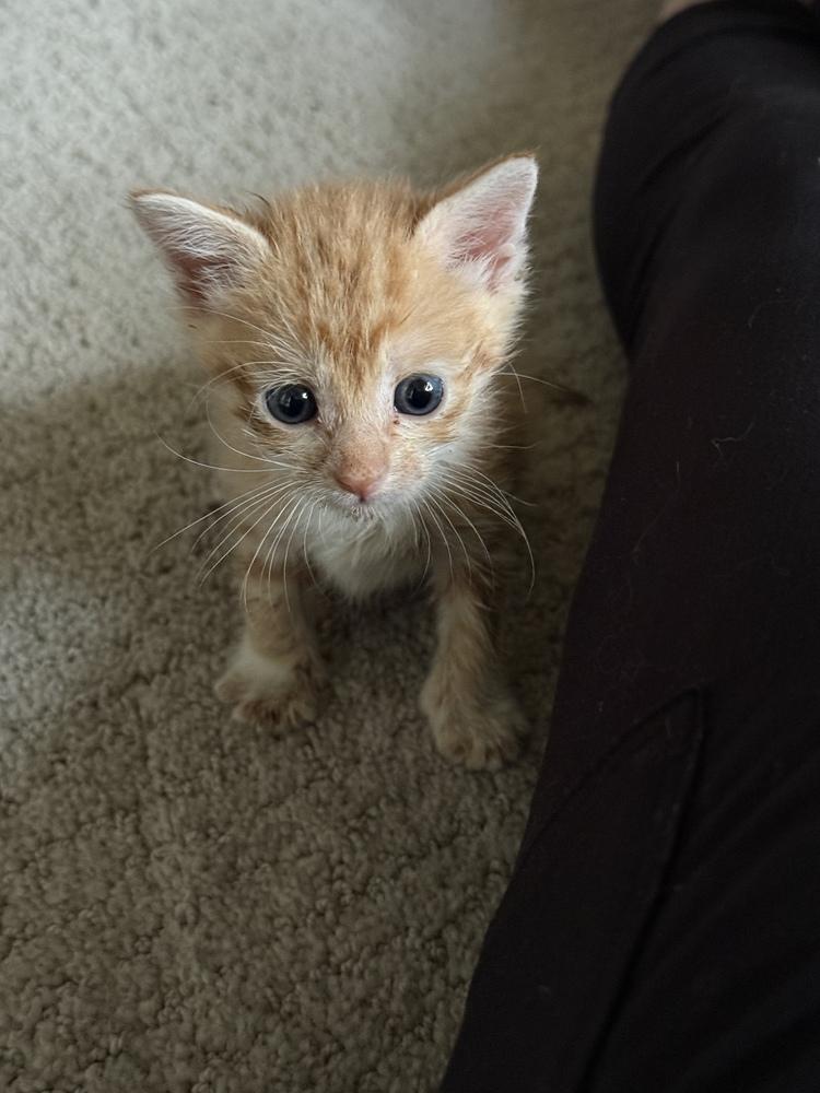 Cheeto, a Adoptable Domestic Short Hair in Evergreen, CO image 4/6