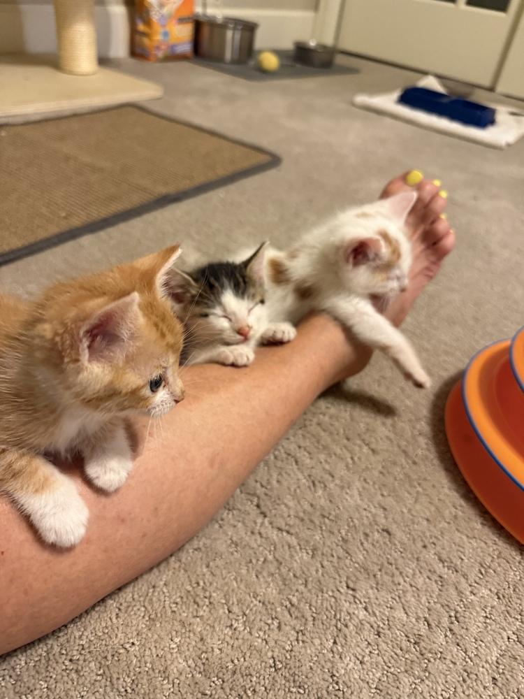 Cheeto, a Adoptable Domestic Short Hair in Evergreen, CO image 5/6