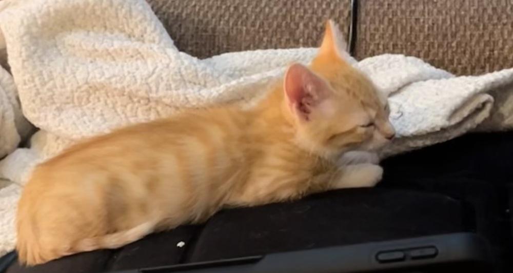Cheeto, a Adoptable Domestic Short Hair in Evergreen, CO image 6/6