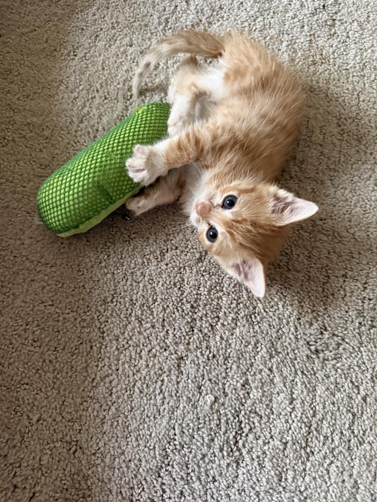Cheeto, Adoptable, Kitten Female Domestic Short Hair.