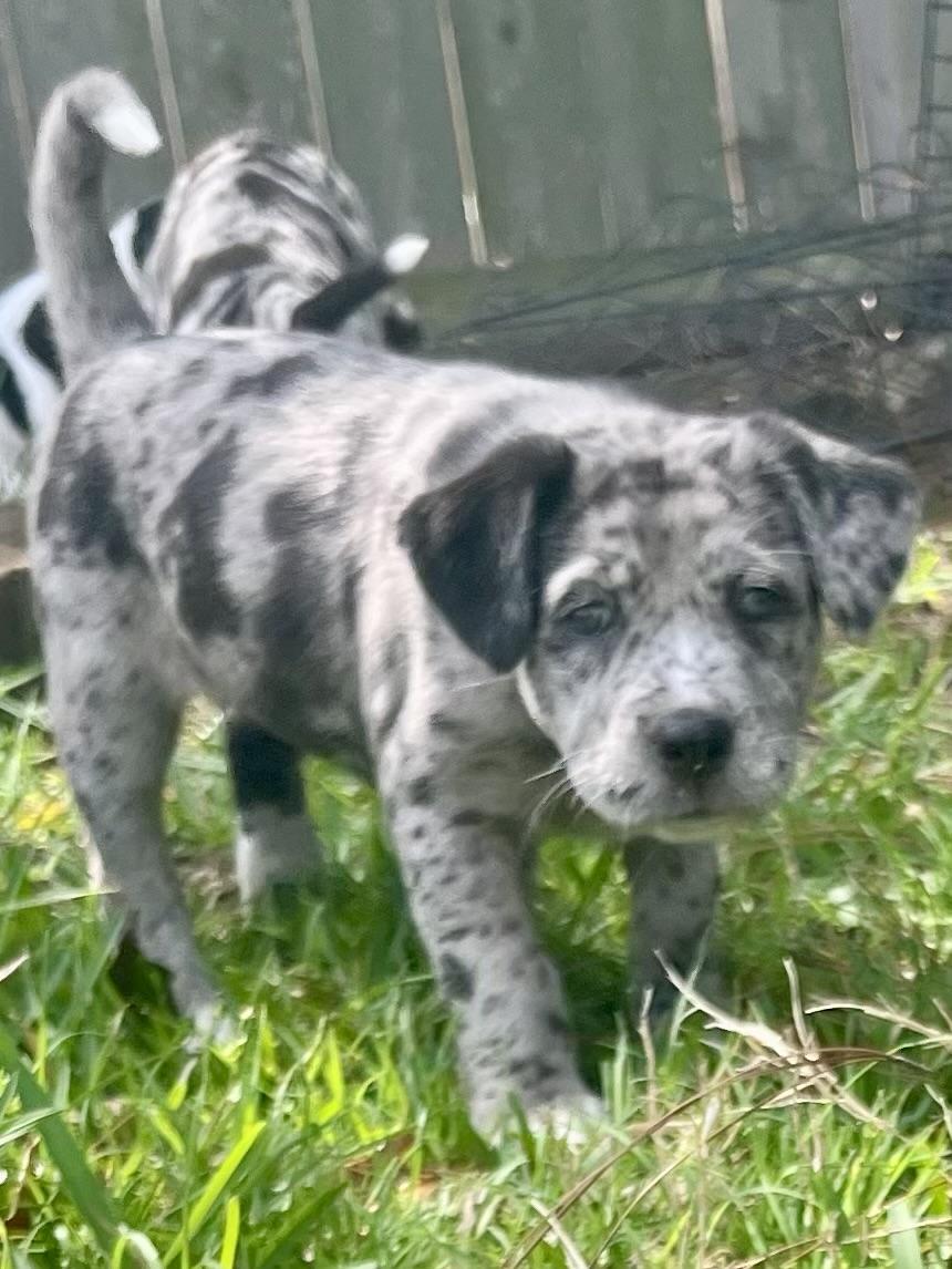 Enlarge Clover, an adopted mixed breed in Cypress, TX image 4/4