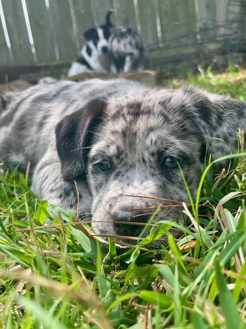Enlarge Clover, an adopted mixed breed in Cypress, TX image 2/4