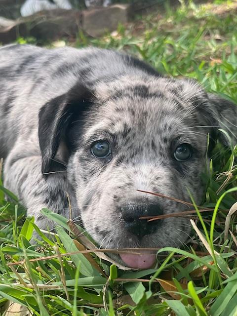Enlarge Clover, an adopted mixed breed in Cypress, TX image 3/4
