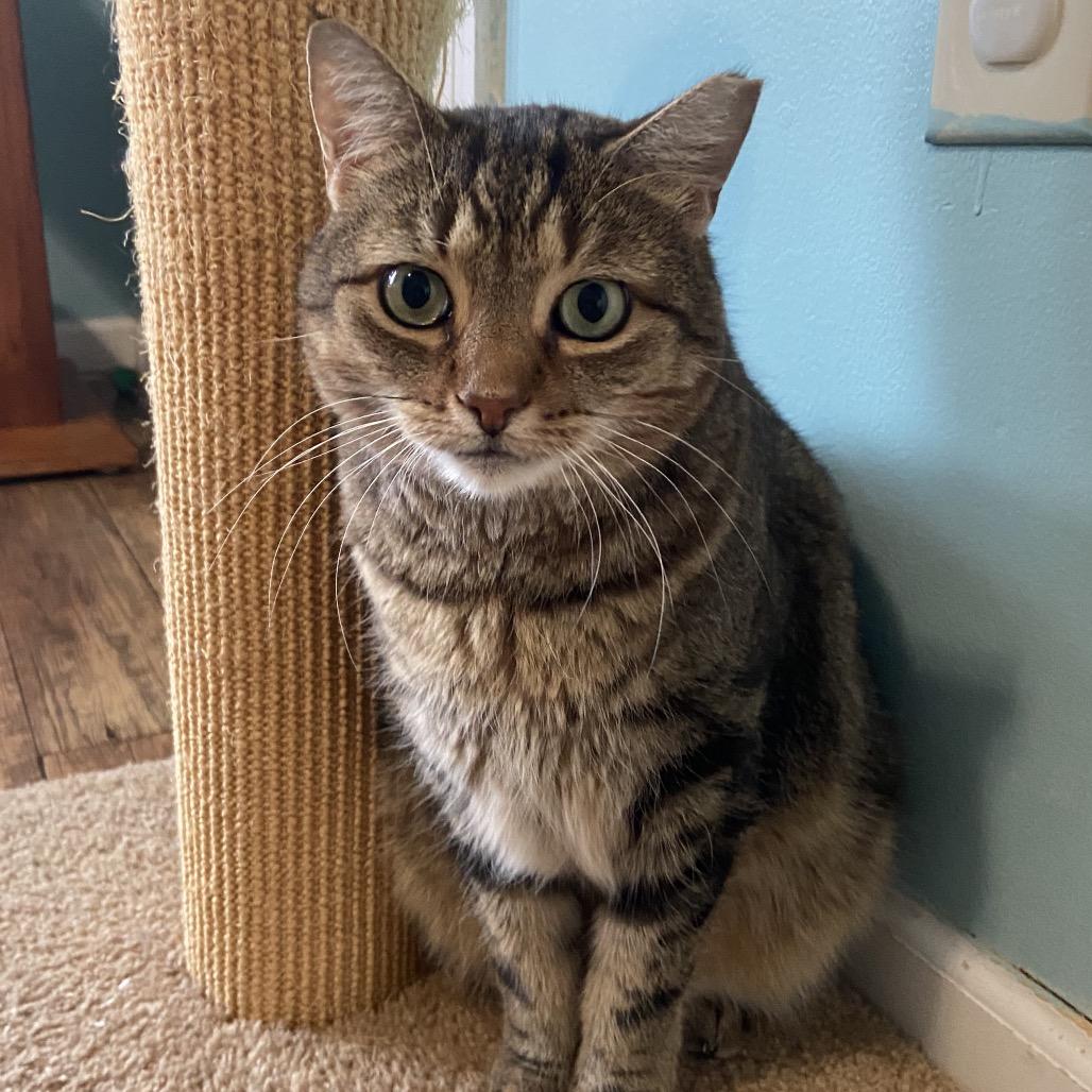 Enlarge Hawkeye, a Adoptable Domestic Short Hair in Bensalem, PA image 1/6