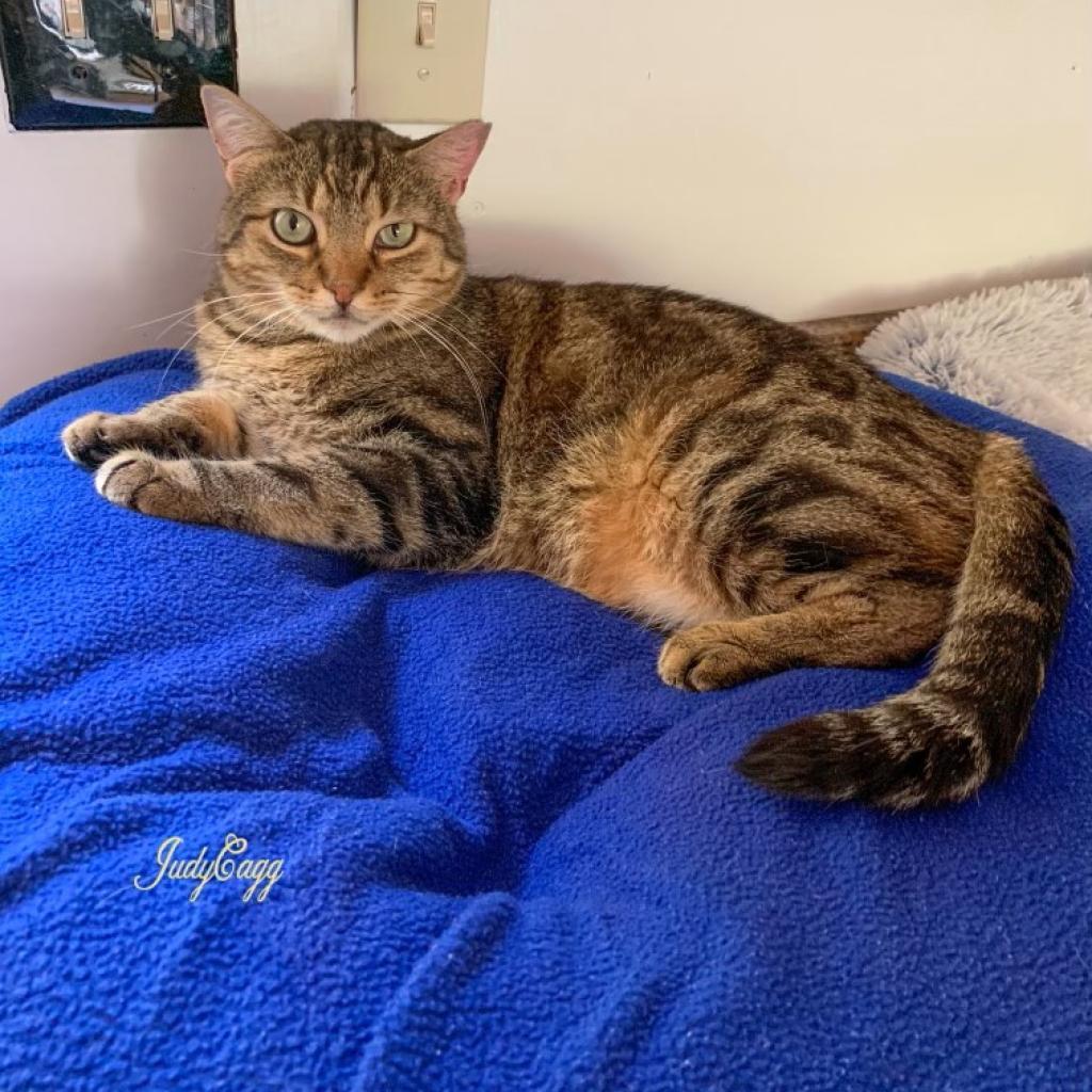 Enlarge Hawkeye, a Adoptable Domestic Short Hair in Bensalem, PA image 2/6