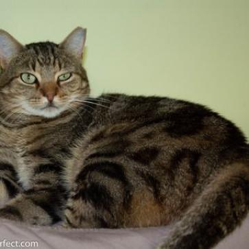 Enlarge Hawkeye, a Adoptable Domestic Short Hair in Bensalem, PA image 3/6