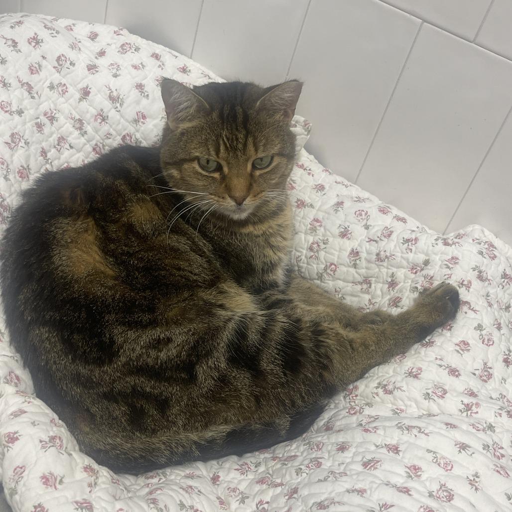 Enlarge Hawkeye, a Adoptable Domestic Short Hair in Bensalem, PA image 4/6