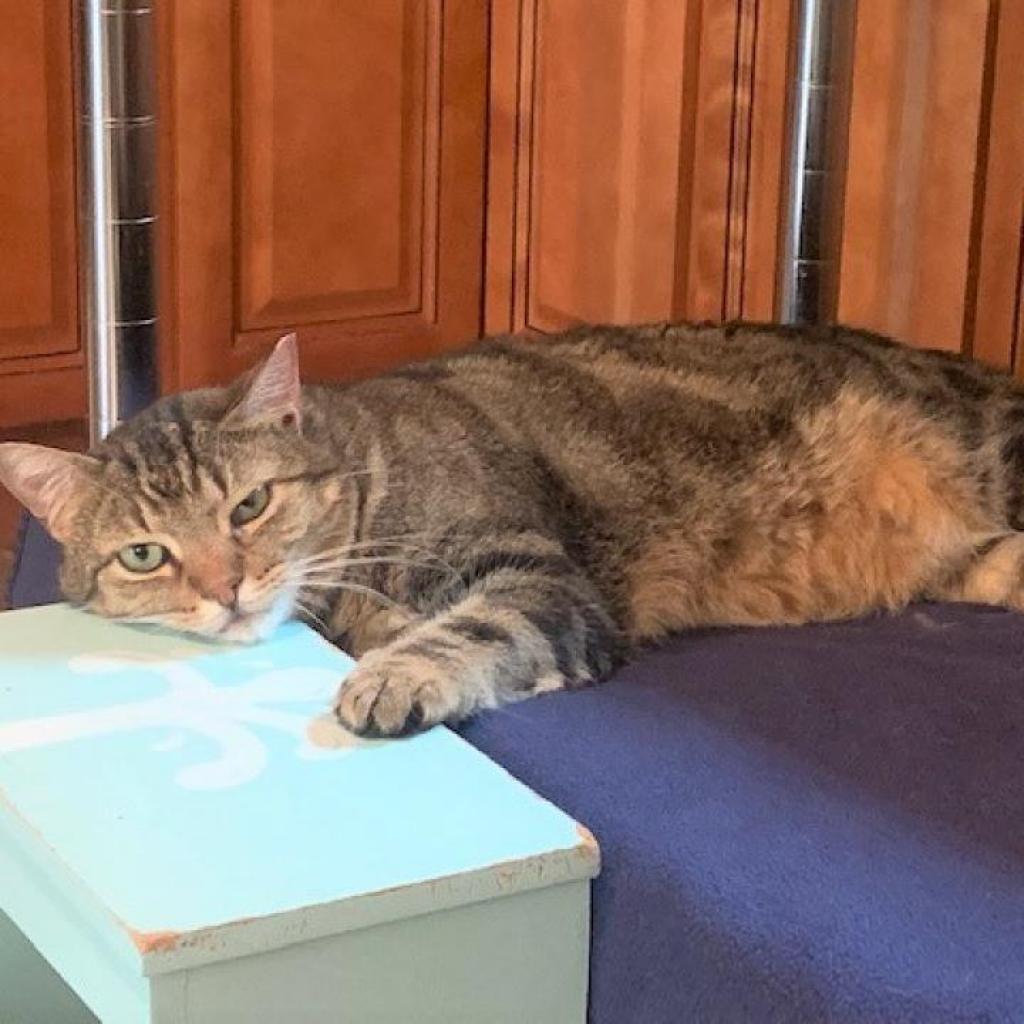 Enlarge Hawkeye, a Adoptable Domestic Short Hair in Bensalem, PA image 5/6