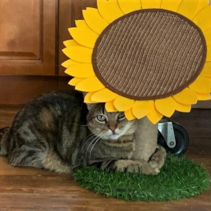 Enlarge Hawkeye, a Adoptable Domestic Short Hair in Bensalem, PA image 6/6