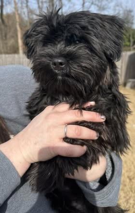 Enlarge Nutmeg, a ADOPTABLE mixed breed in Calera, AL image 3/5