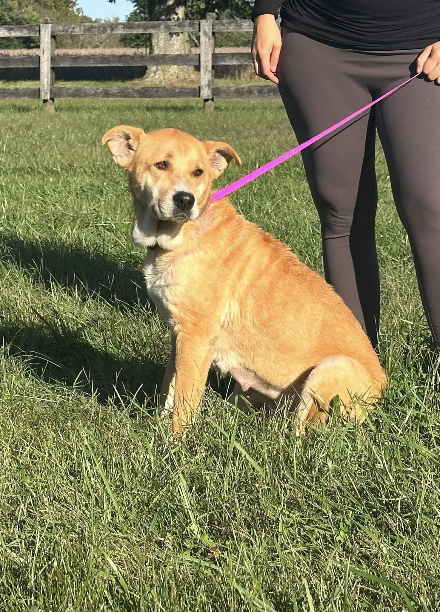 Enlarge Nyla, a ADOPTABLE mixed breed in Chesapeake City, MD image 1/1