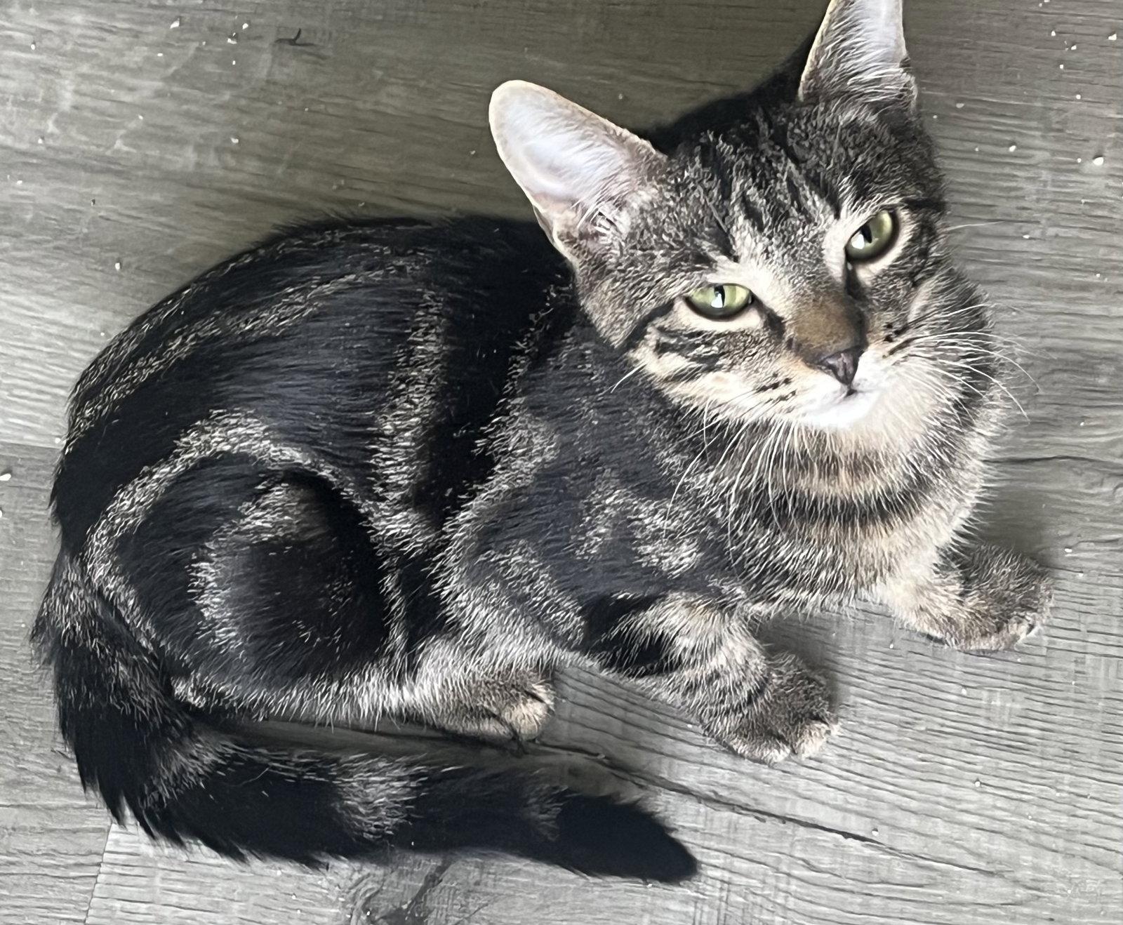 Splash, Adoptable, Kitten Male Domestic Short Hair.