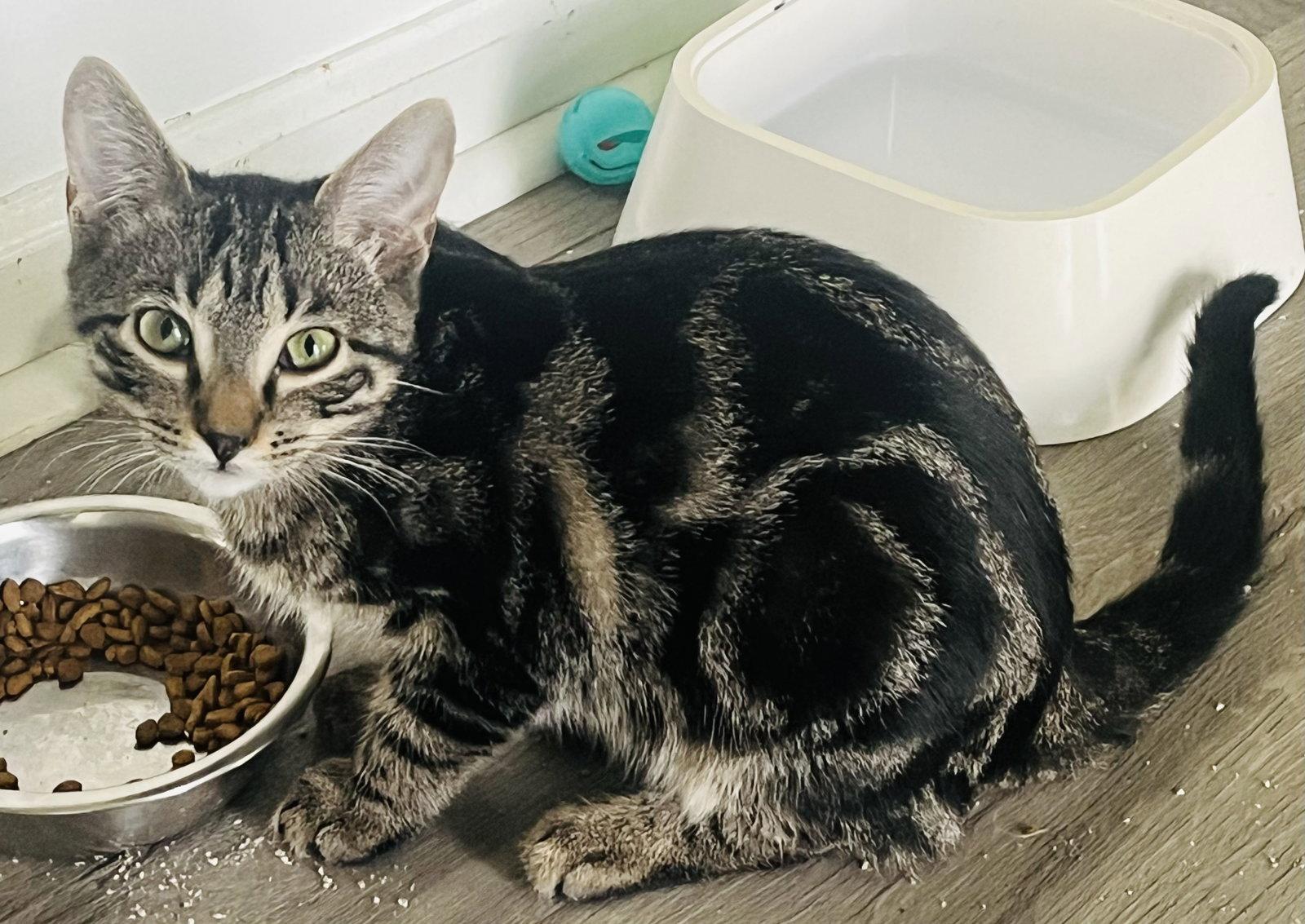Enlarge Splash, a Adoptable Domestic Short Hair in Lexington, SC image 2/3