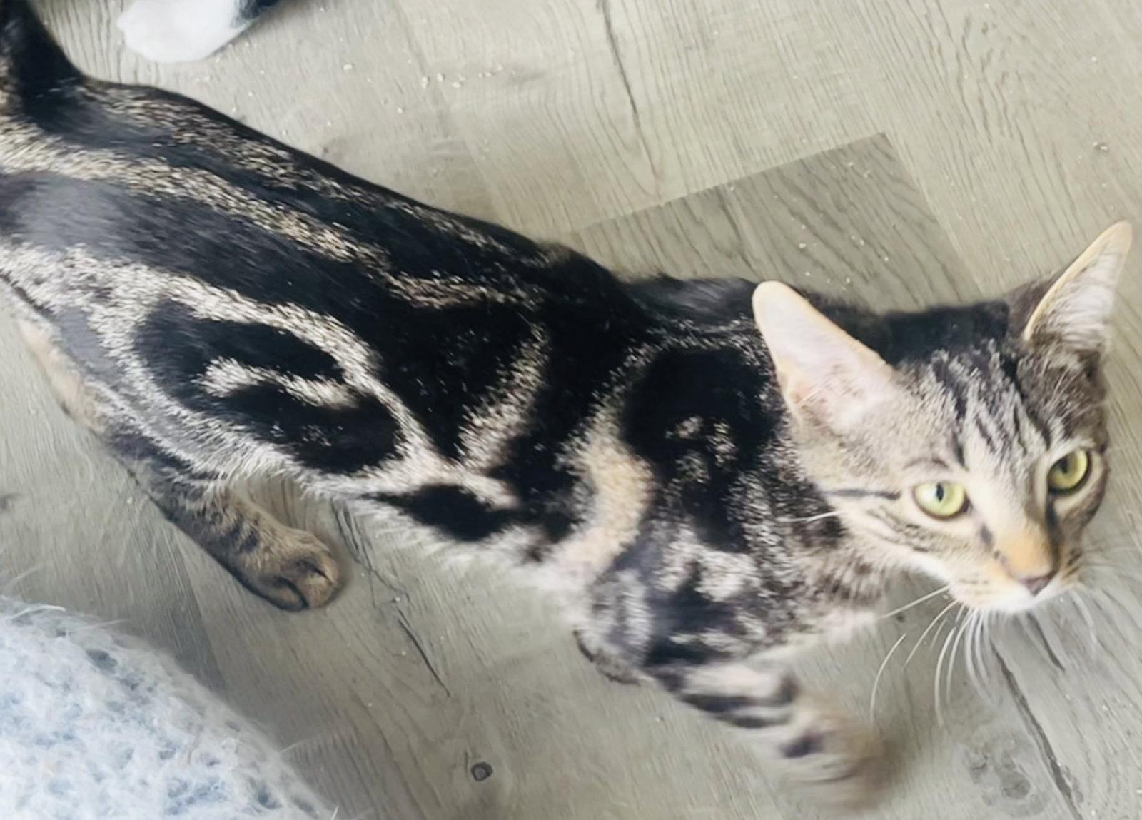 Enlarge Splash, a Adoptable Domestic Short Hair in Lexington, SC image 3/3