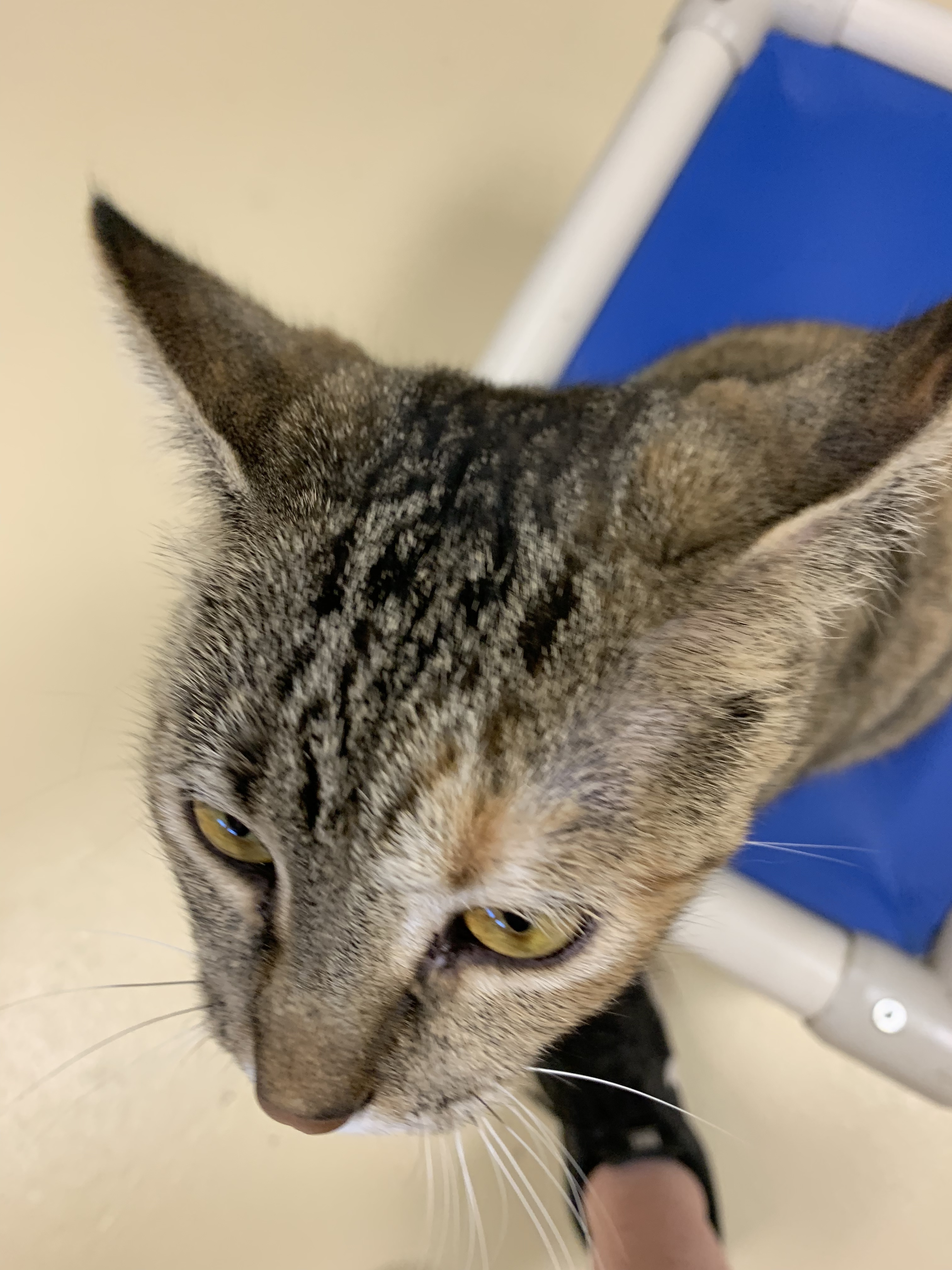 Poppy, Adoptable, Adult Female Domestic Short Hair.