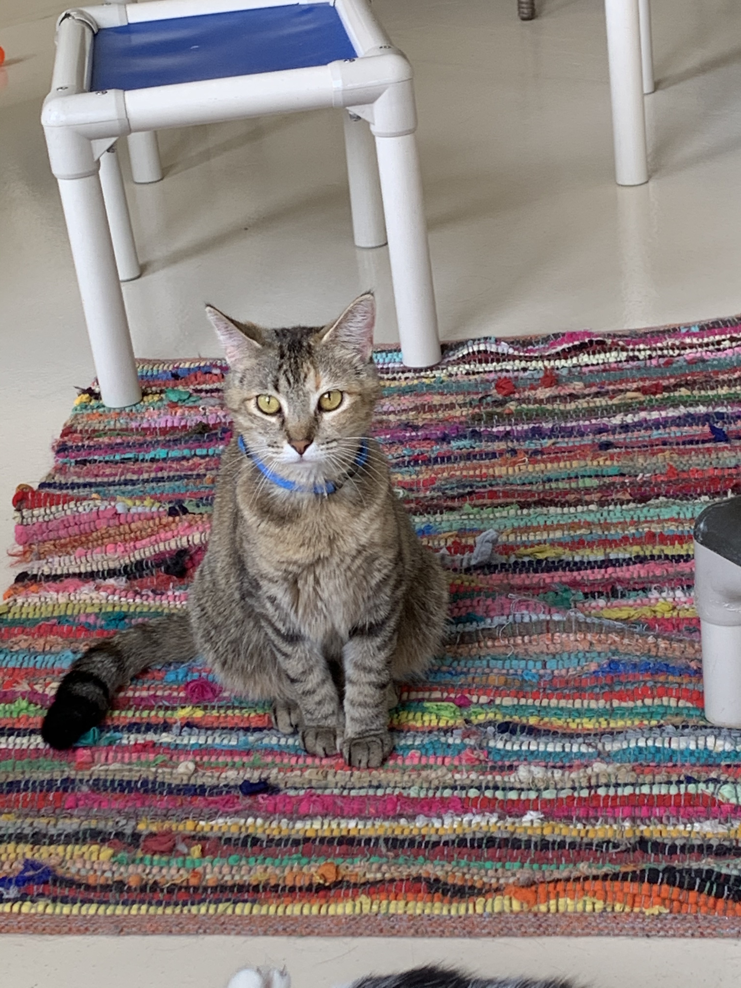 Poppy, a Adoptable Domestic Short Hair in Keokuk, IA image 2/10